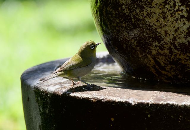 A Cape White-eye cooling off at a water feature