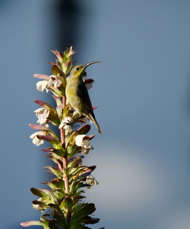A female Malachite Sunbird eating nectar from the flowering plants in the garden near Le Calabash.