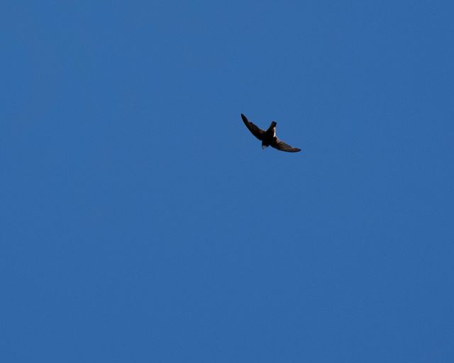 A Little Swift flying high above the photographer