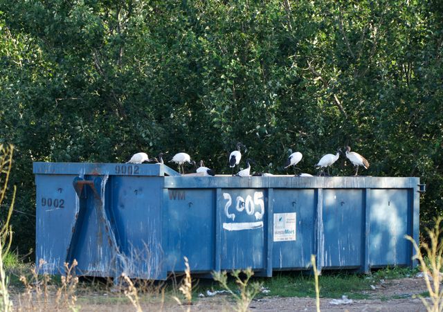 Eleven or so African Sacred Ibises rummaging through a large blue dumpster