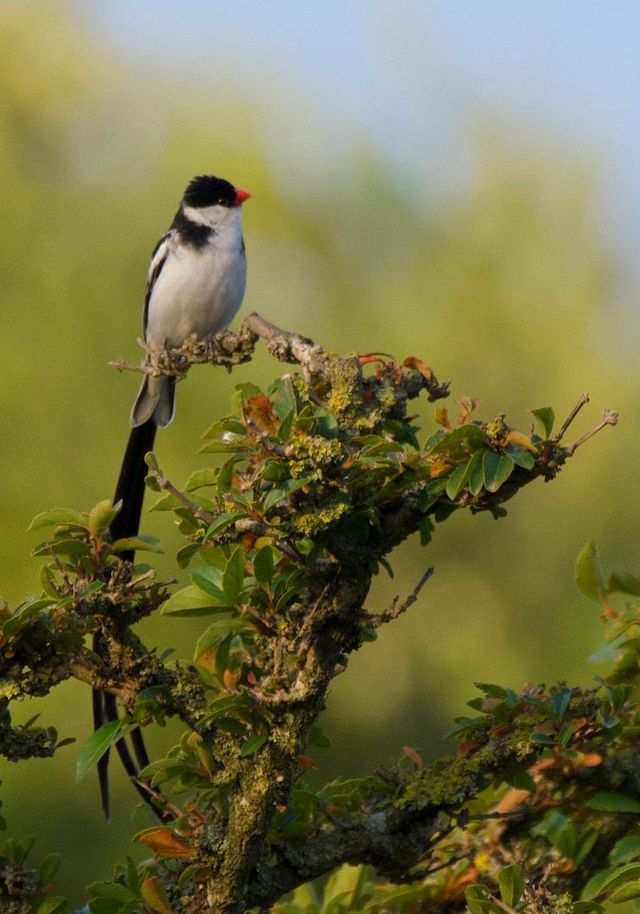 A male Pin-tailed Whydah poses on top of a shrub