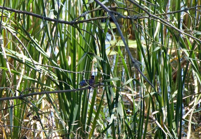 A juvenile and adult Malachite Kingfisher barely visible even with a 400mm lens.