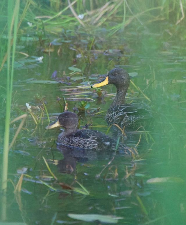 Two adult Yellow-billed Ducks escort their three offspring through the lillies in the middle dam