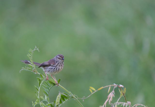 An adult Karoo Prinia perched on a thin vine