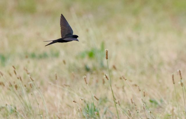 A Black Saw-wing flies low above the grass, catching flying ants