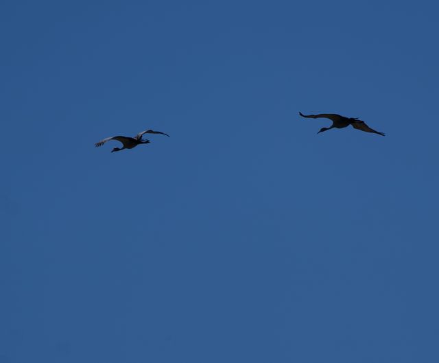 A pair of Blue Cranes flew South East over the lower Langverwacht dam