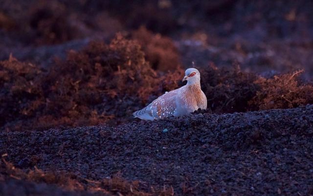 A Speckled Pigeon rifles through