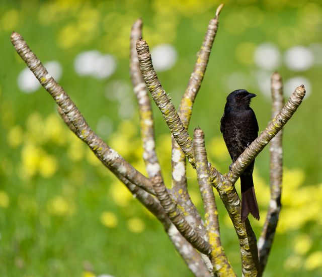 An adult Fork-tailed Drongo perched in a Frangipani bush