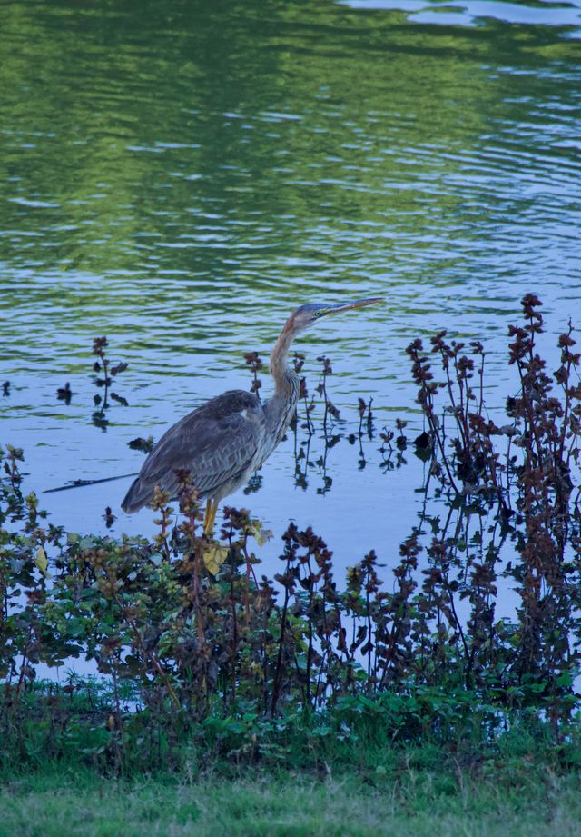 A Purple Heron wading near the bank of the lower irrigation dam