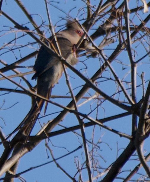 A Red-faced Mousebird in a tangle of bare branches