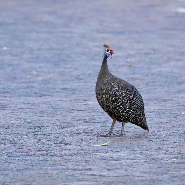 A Guineafowl on high alert, standing in the middle of a paved road