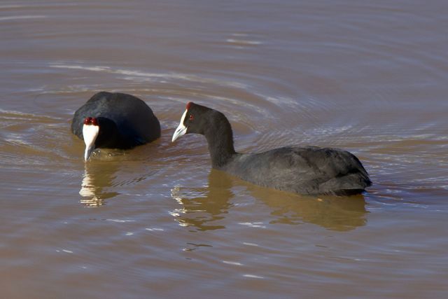Two Red-knobbed Coots feeding in a dam