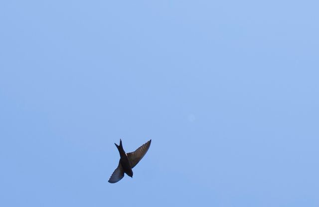 An adult Black Saw-wing diving in mid-air high above the photographer