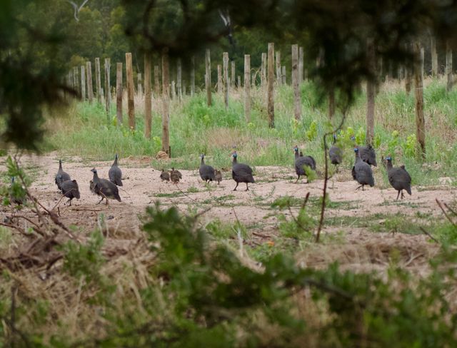 One of the larger groups of Guineafowl walking along the jeep track besides the vines, with several juveniles in tow.