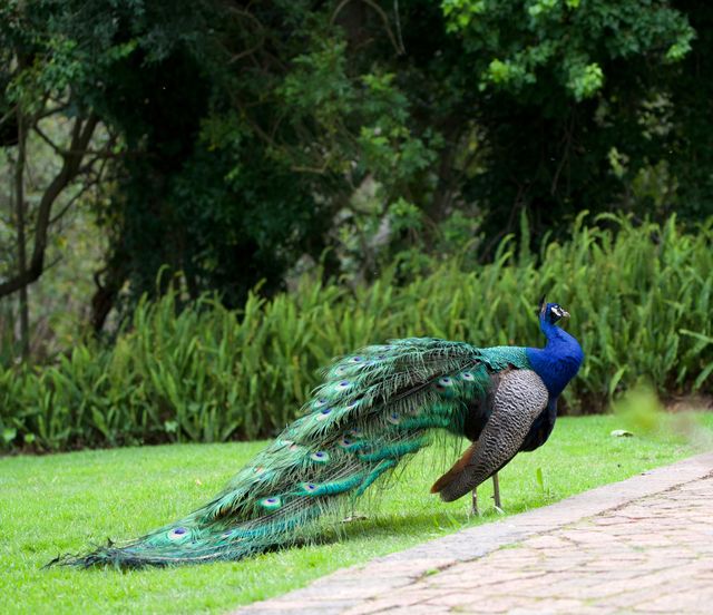 A male adult Indian Peafowl (Peacock) on the manicured lawns in front of the manor house