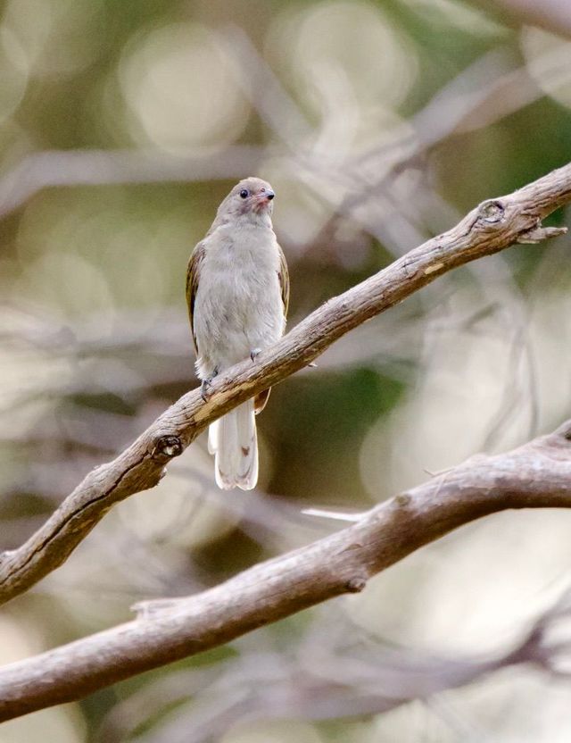 A Lesser Honeyguide perched on a dead branch