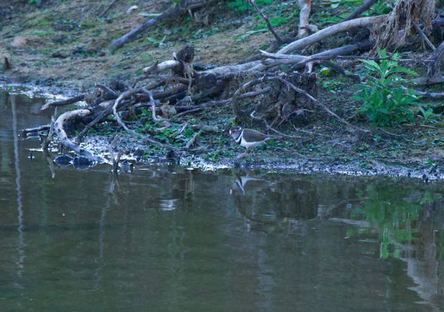A Three-banded Plover searches for food along the bank of a dam