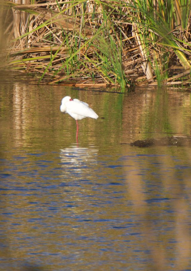 An African Spoonbill resting on a muddy sandbank in the lower Lifestyle Estate dam