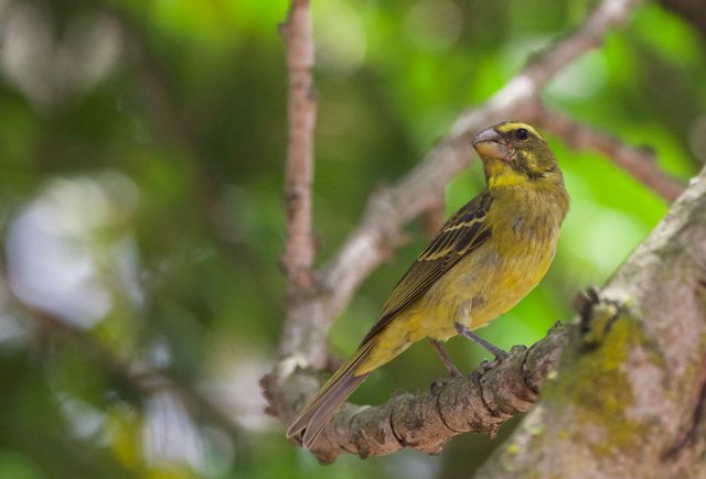 A Brimstone Canary perched in the shade of a tree