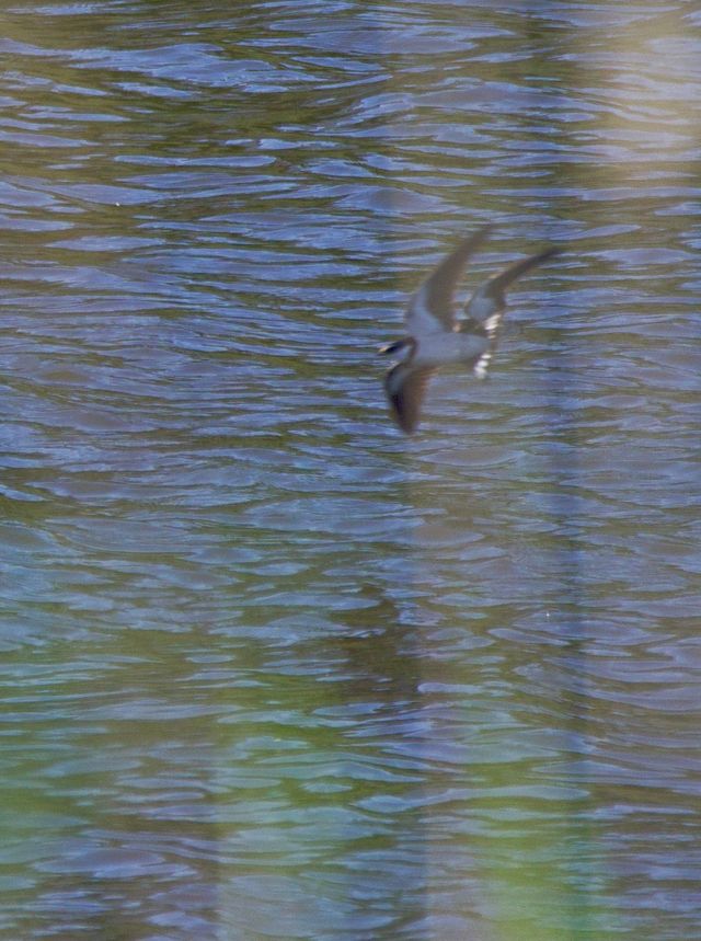 A pair of White-throated Swallows swoop low over the water of the lower Lifestyle Estate dam