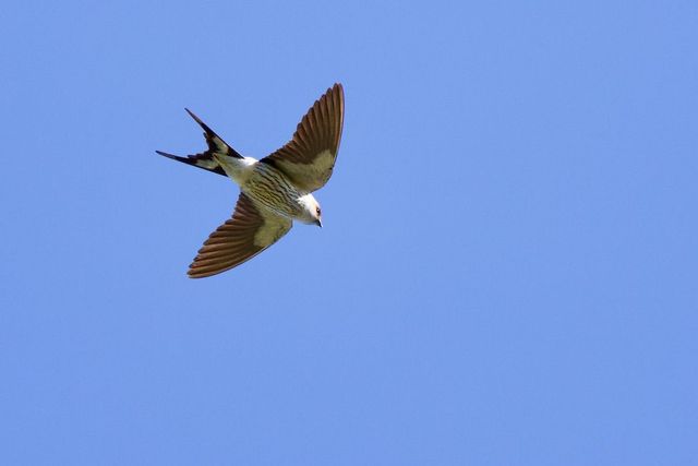 A Greater Striped Swallow catching insects above the photographer