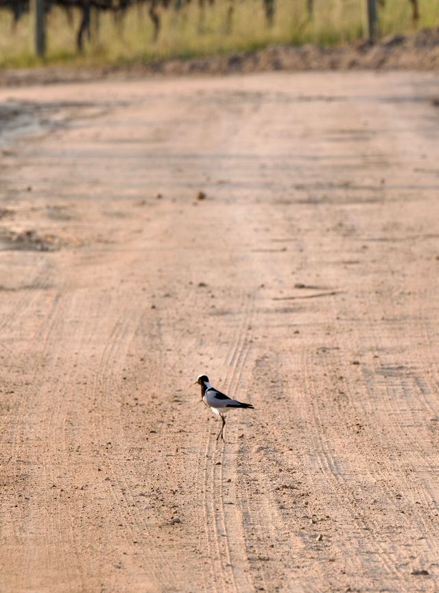 An adult Blacksmith Lapwing standing in the middle of a dusty farm road