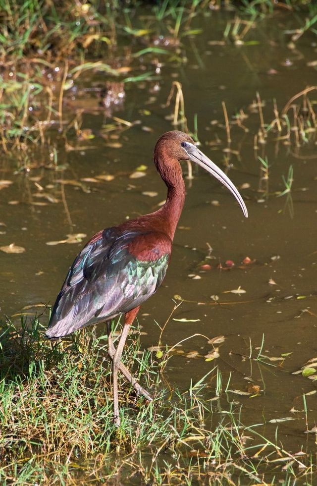 An adult Glossy Ibis searching for food in the shallow waters of the middle dam