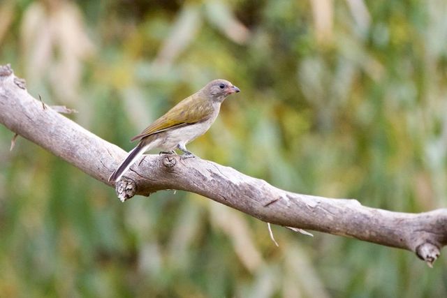 A Lesser Honeyguide perched on a dead branch