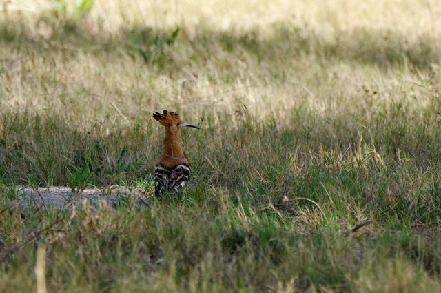 An African Hoopoe flew past us, and landed under one of the nearby trees near the Village entrance