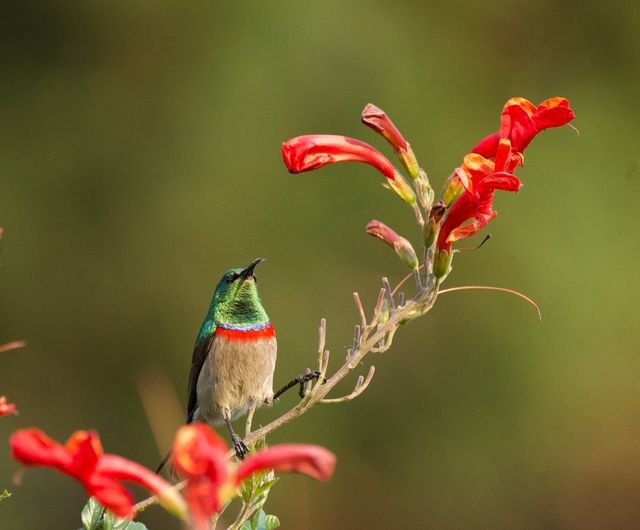 This male was unphased by my close proximity, instead focused on warding off potential rivals from this prized flowering shrub.