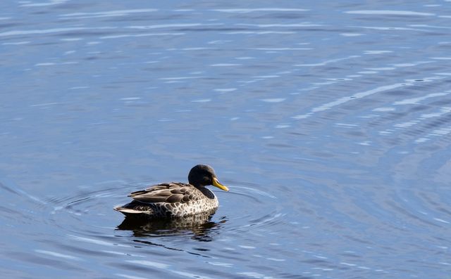 An adult Yellow-billed Duck swimming through McKenzie Dam