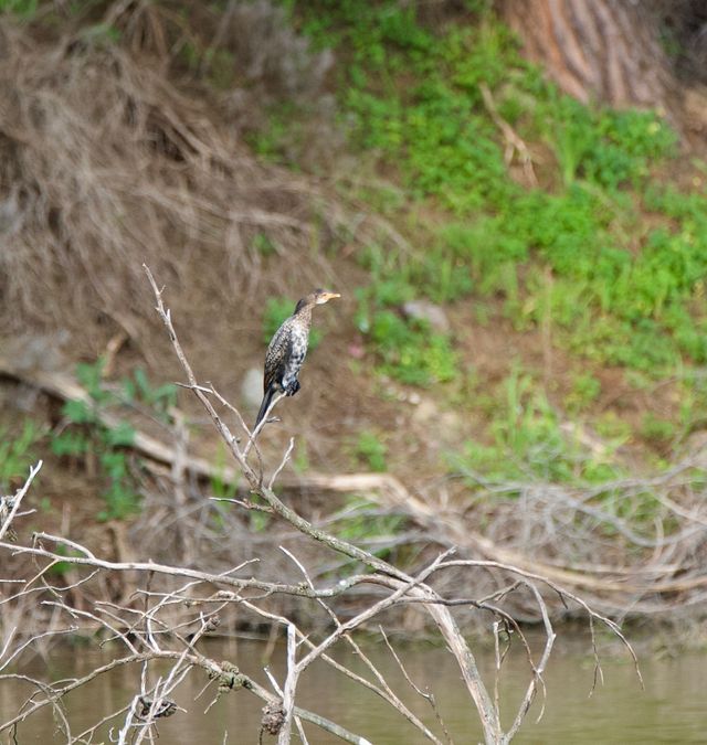 A juvenile Reed Cormorant perched on a dead tree surrounded by water