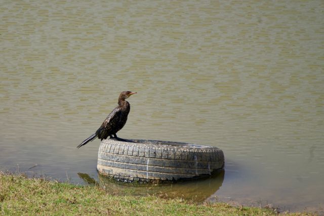 A Reed Cormorant perched on a half-submerged tire on the dam's edge