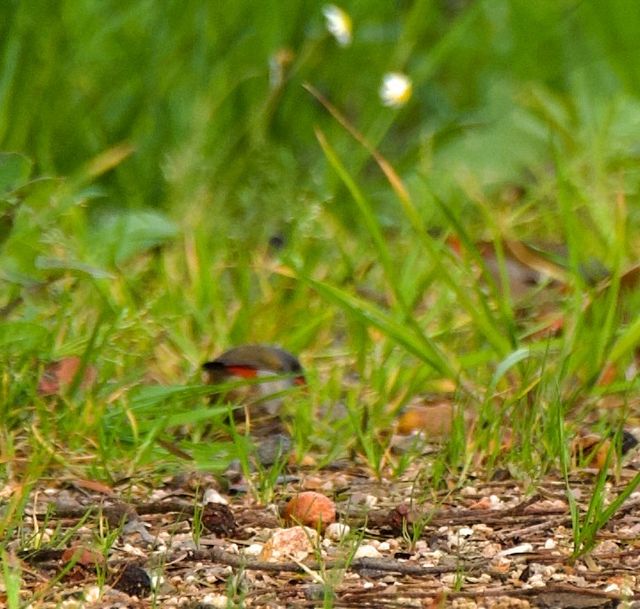 Three or so Swee Waxbills foraging for seeds amongst the grass