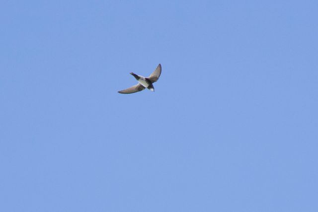 An Alpine Swift flying relatively low and above the cameraman, catching flying insects
