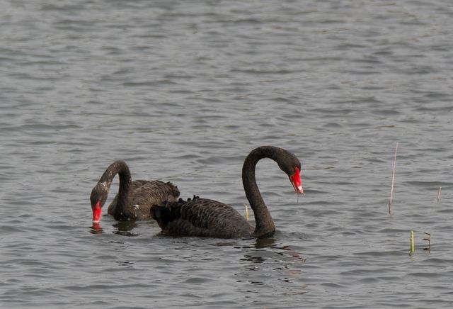 Two adult Black Swans swimming and foraging for food in a local dam