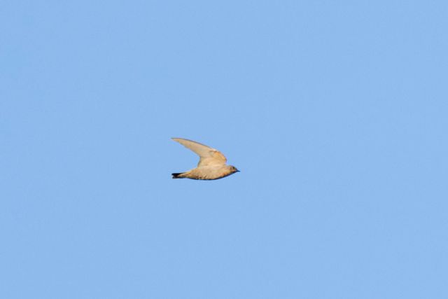 A solitary Large Rock Martin flying towards the South East