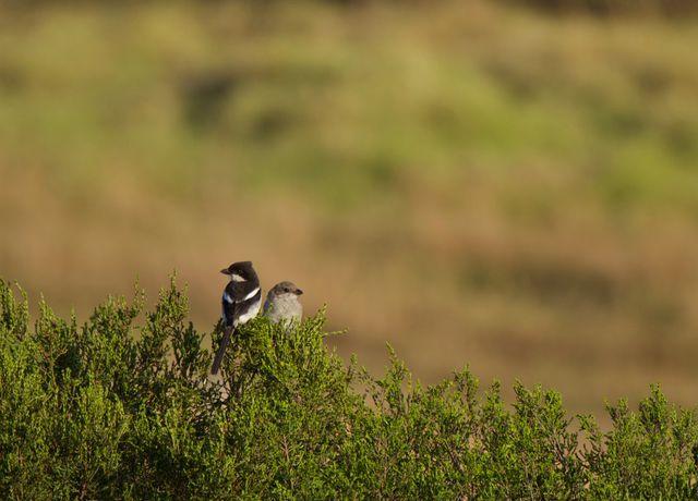 An adult Southern Fiscal (Shrike) and its fledgling perched atop a bush