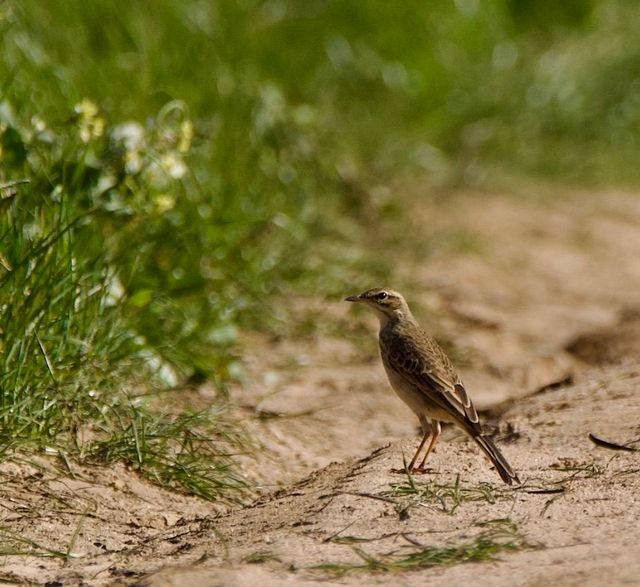 An African Pipit walks along the grass verge of a farm trail