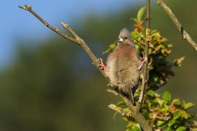 A mousebird does the splits between two vertical branches