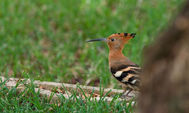 An African Hoopoe looks up briefly as it forages for food