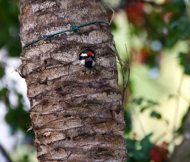 An adult Acacia Pied Barbet emerges from a nesting log.