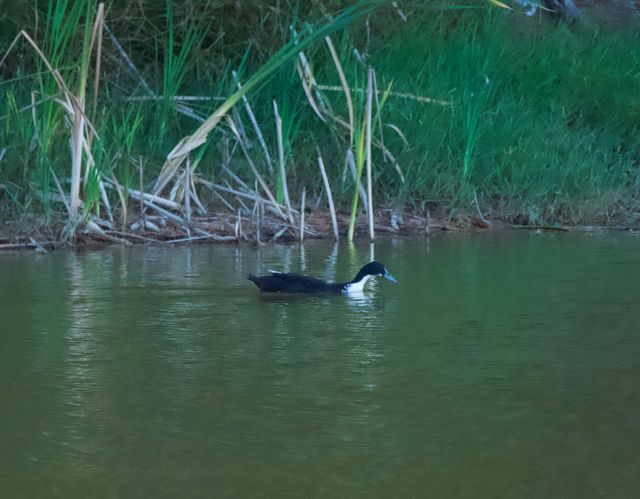 An odd colouring on this duck suggests it might be a Mallard Hybrid, possibly crossed with a domesticated Swedish Blue Duck.