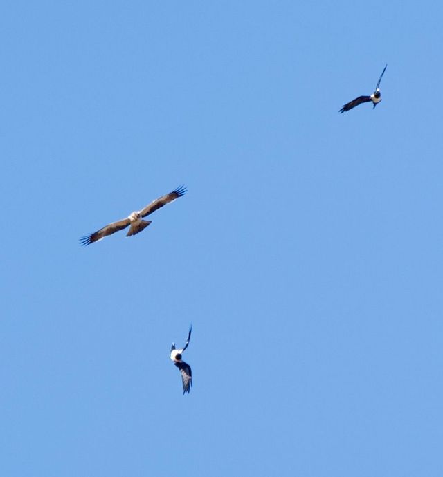 Two Pied Crows were dogging a Booted Eagle in mid-flight
