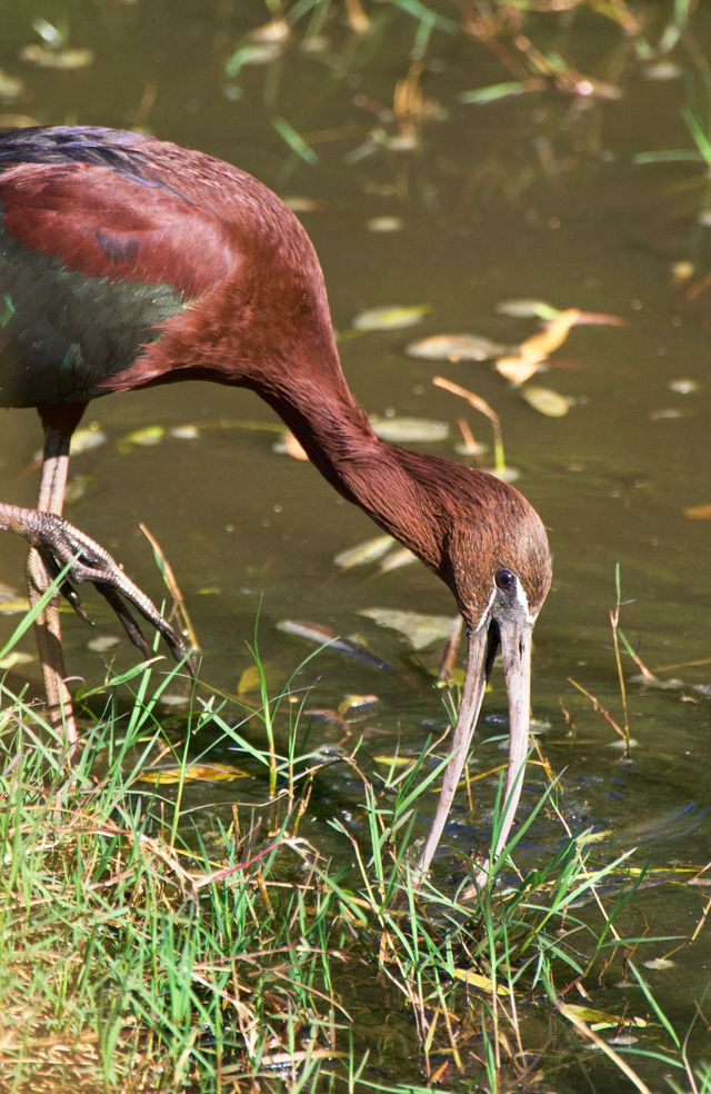 An adult Glossy Ibis searching for food in the shallow waters of the middle dam