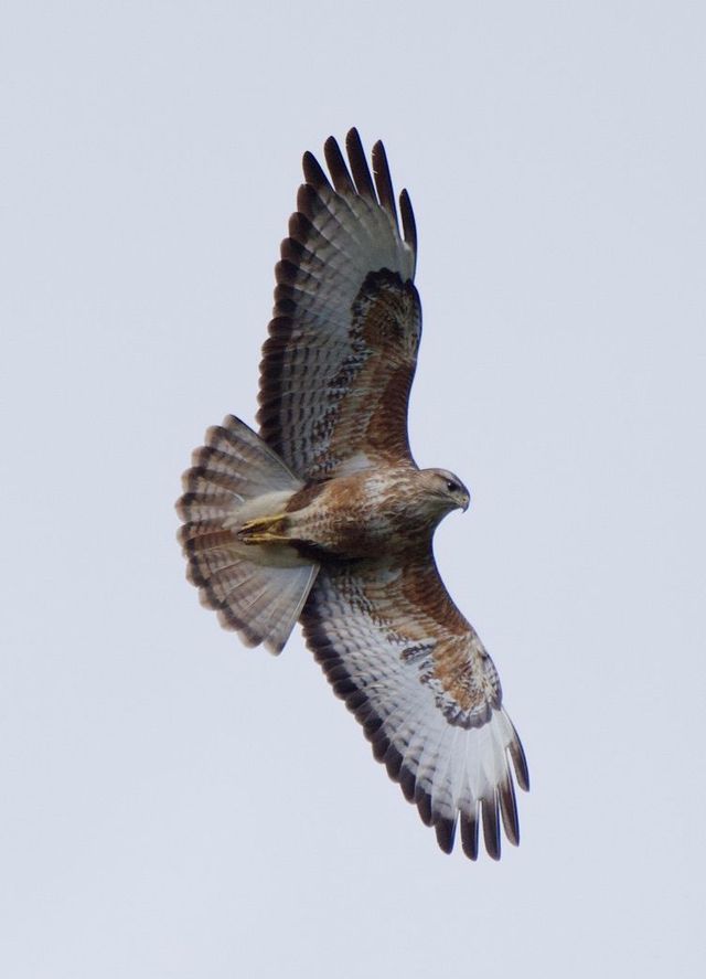 A Common (Steppe) Buzzard soaring above the photographer
