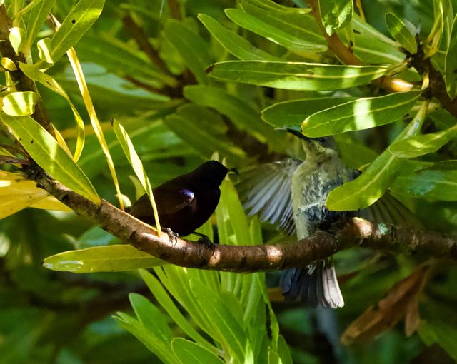 A female Amethyst Sunbird chases a male off a perching branch of a Protea