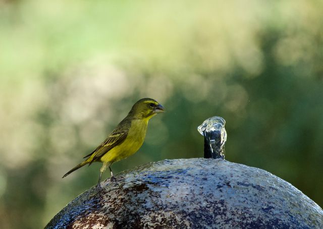An adult Brimstone Canary perched on a water feature