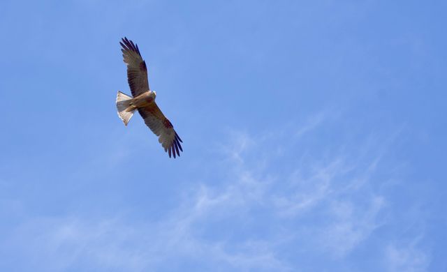 A Yellow-billed Kite flies low over the photographer