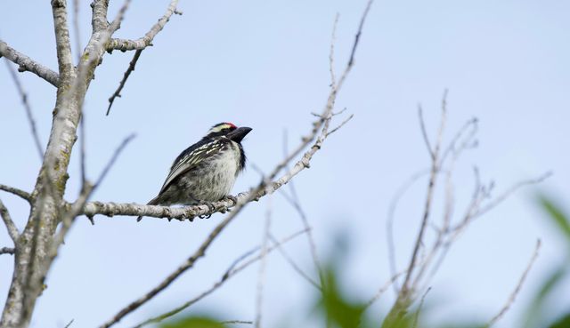 An Acacia Pied Barbet sunning itself in the late afternoon sun